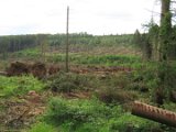 2022-05-20 - Tornado beim Sturmtief Emmelinde Solling - Steinlade bis Gehren (60)